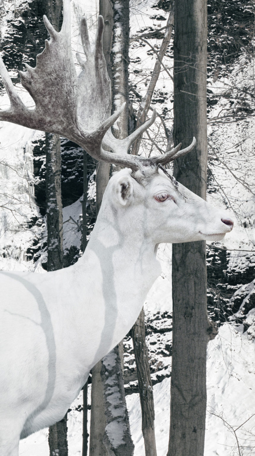 Cerf blanc dans forêt enneigée