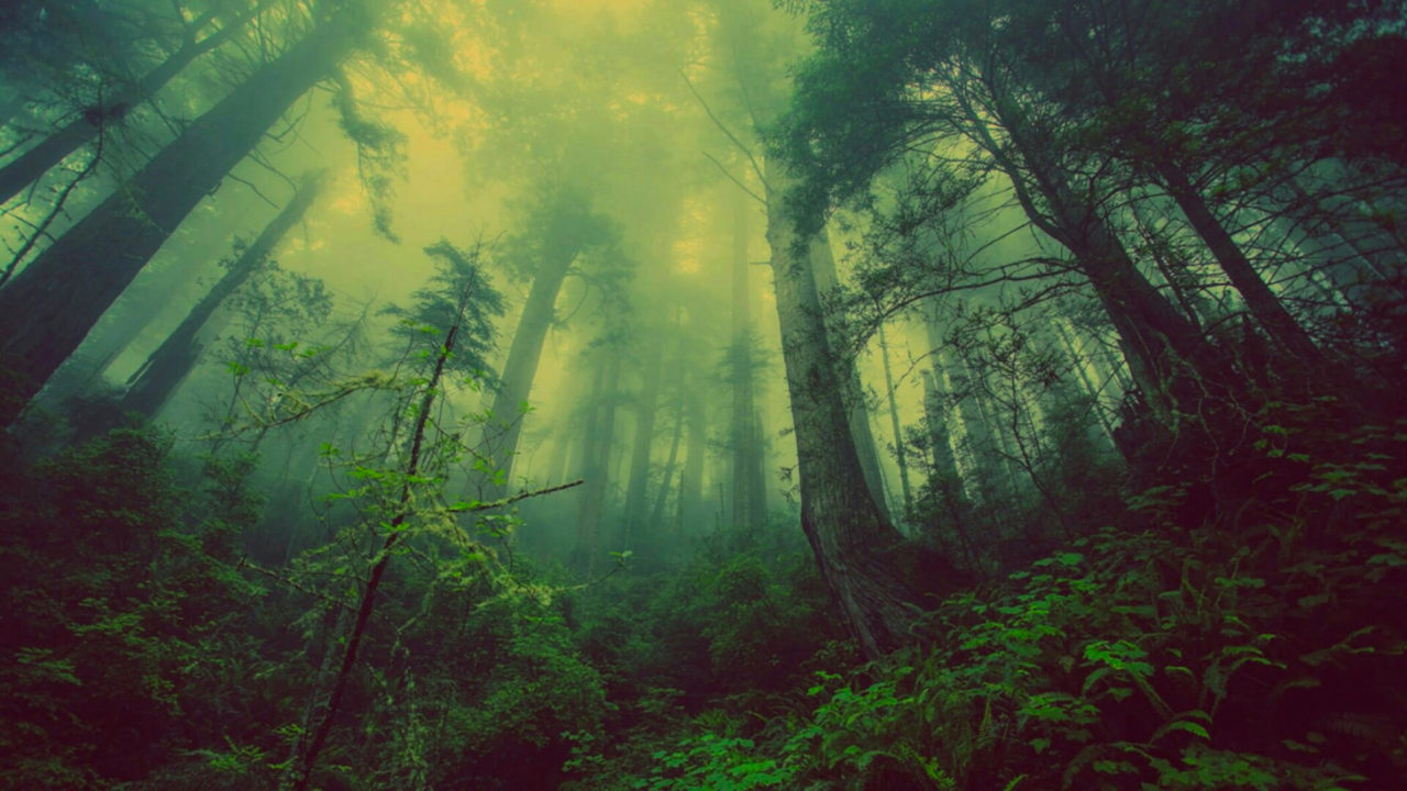 Photo représentant des arbres dans une forêt. La lumière traverse le dôme de feuilles.