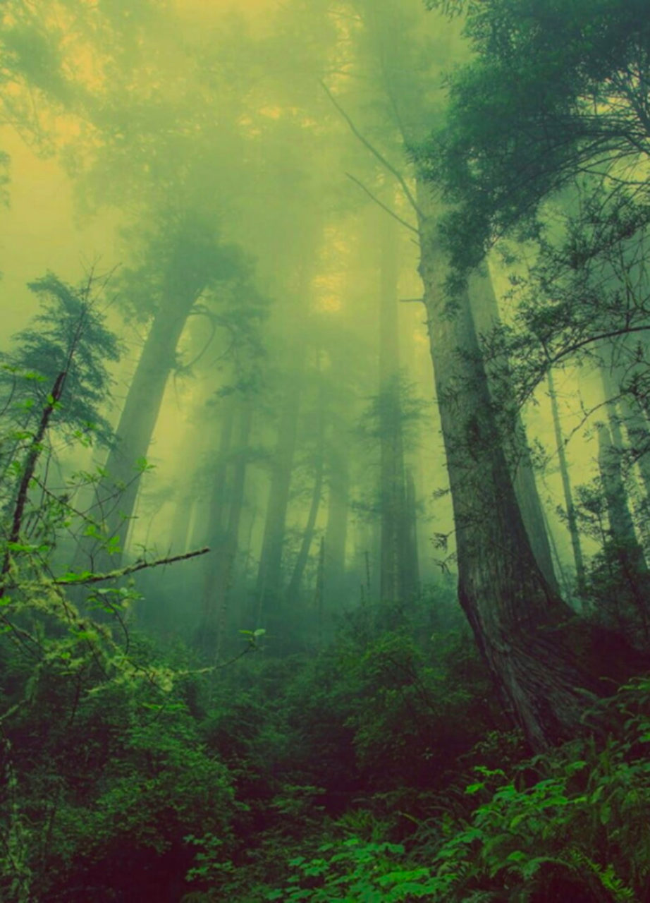 Photo représentant des arbres dans une forêt. La lumière traverse le dôme de feuilles.