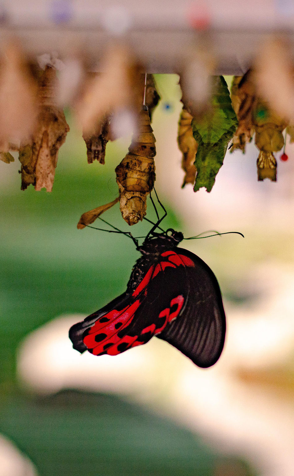 Papillon rouge et noir entouré de chrysalides.