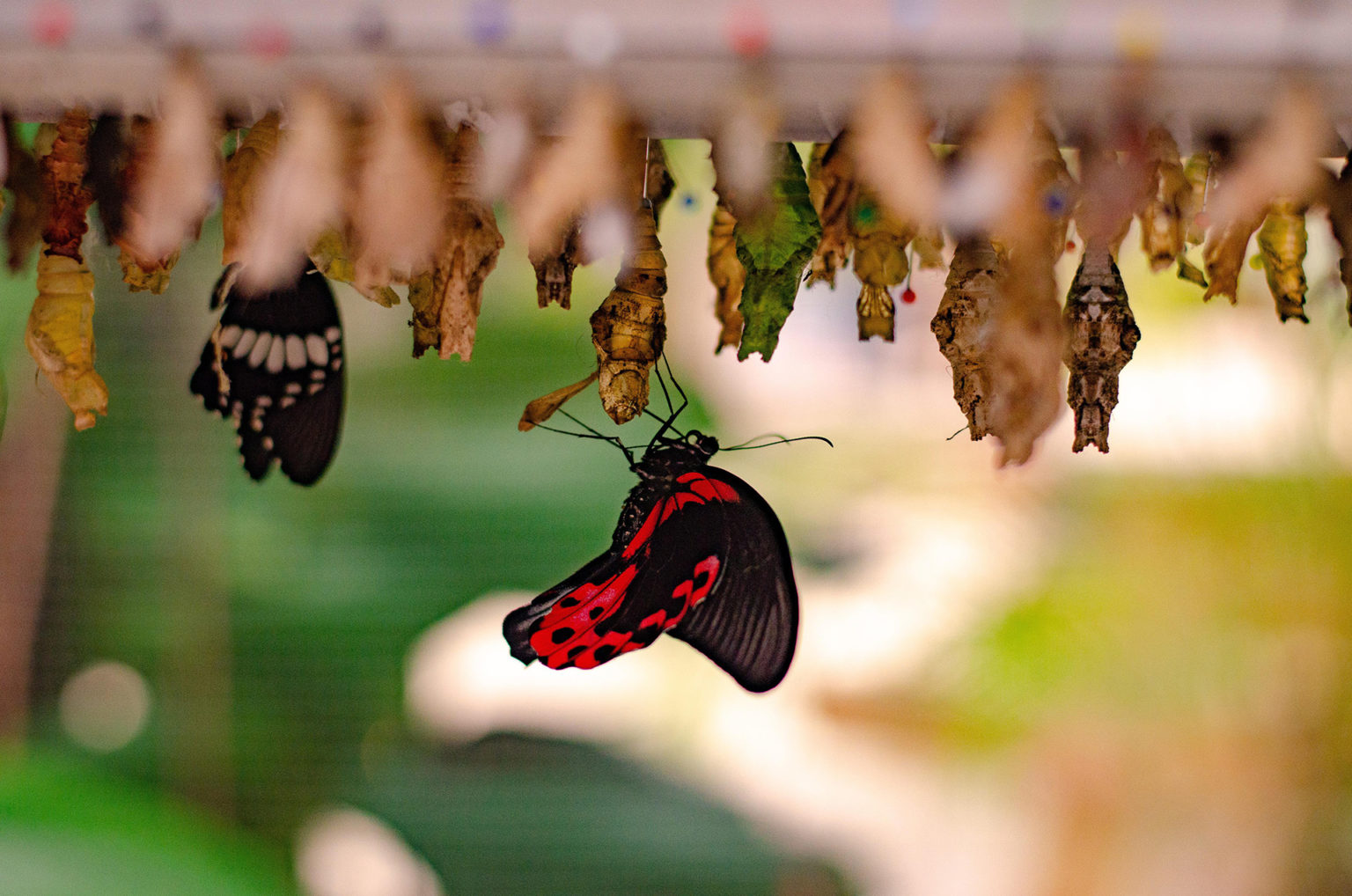 Papillon rouge et noir entouré de chrysalides.